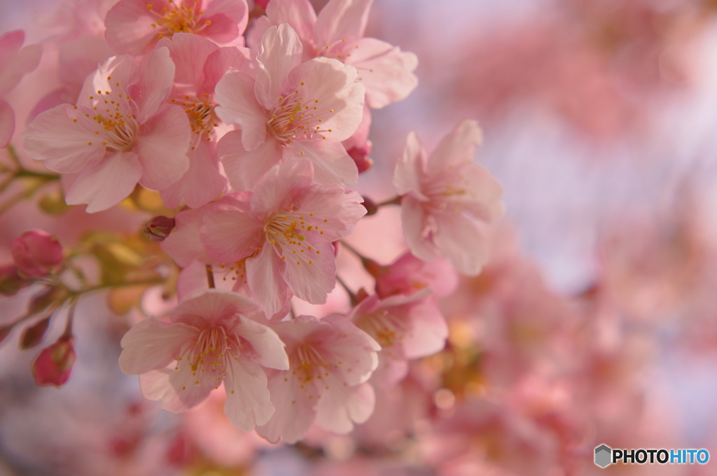 華やぎの河津桜