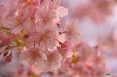 華やぎの河津桜