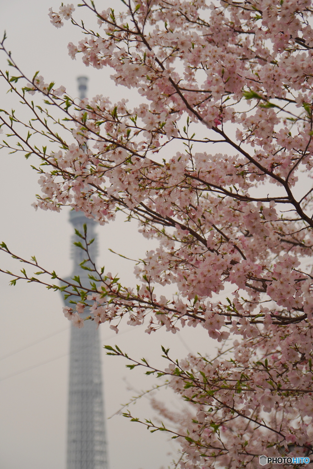 神代曙桜