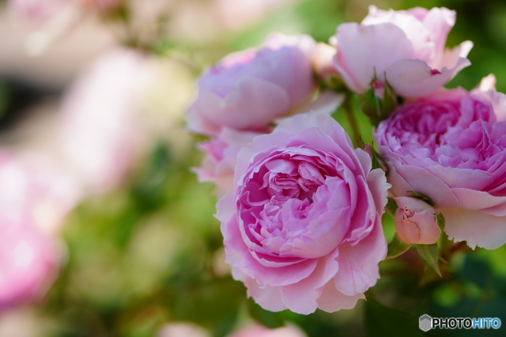 薔薇の時間（ピンク）