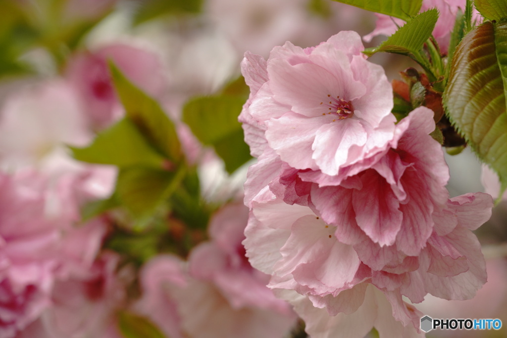 八重桜～糸くくり