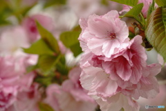 八重桜～糸くくり