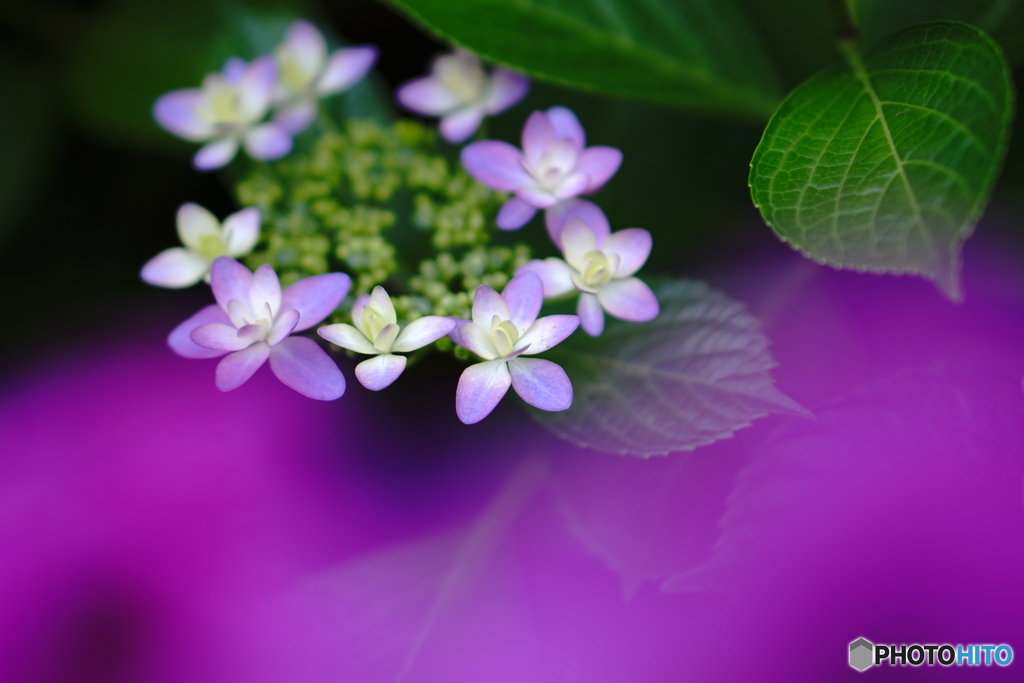 あじさいの花