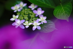 あじさいの花