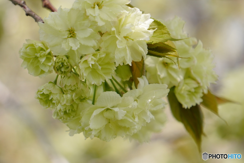 薄い黄色の八重桜