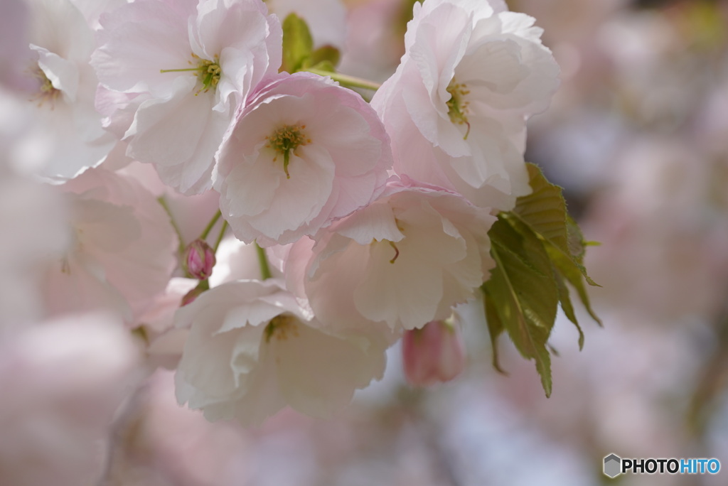 一葉桜