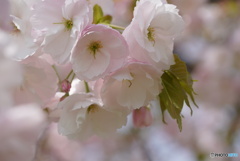 一葉桜
