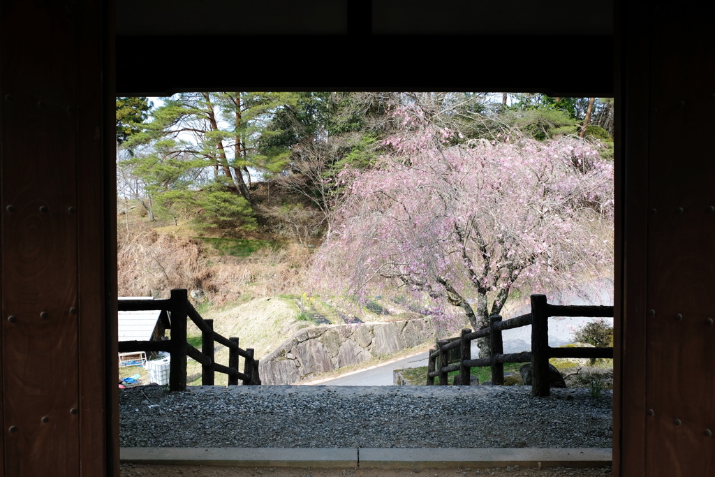 門から見た桜