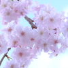 最後の桜