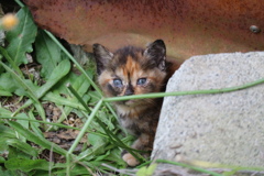 子猫