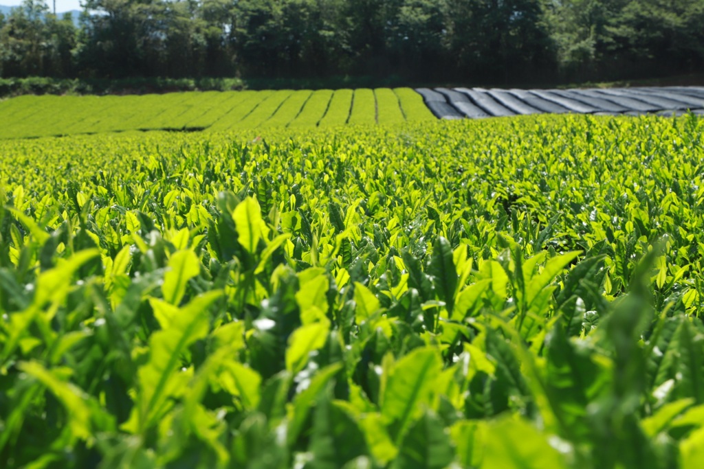 奈良県内の茶畑