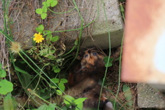 子猫