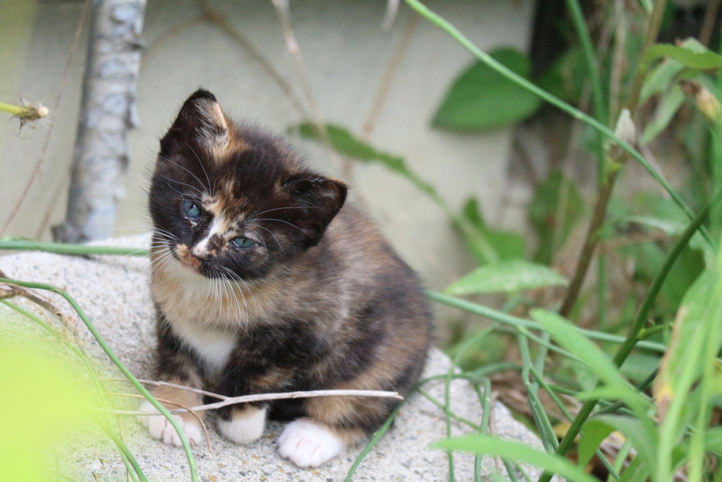 子猫