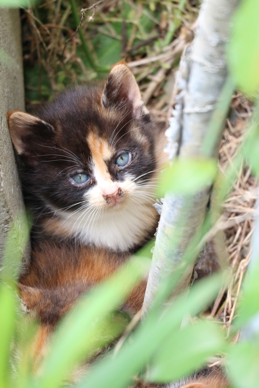 子猫