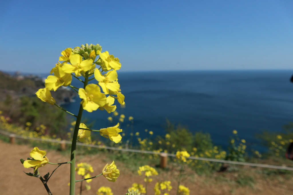 菜の花