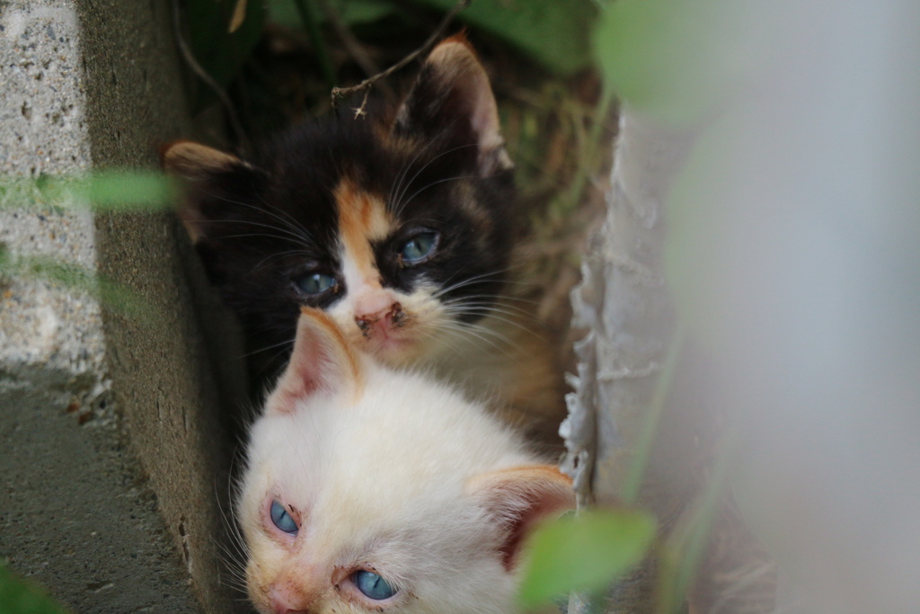 子猫