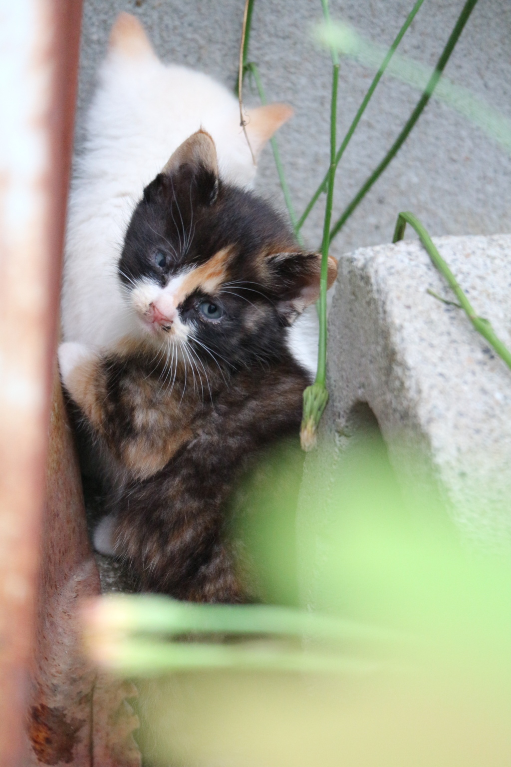 子猫