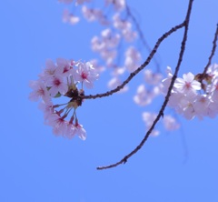 sakura
