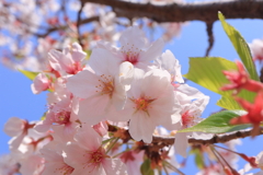 ぽかぽか桜