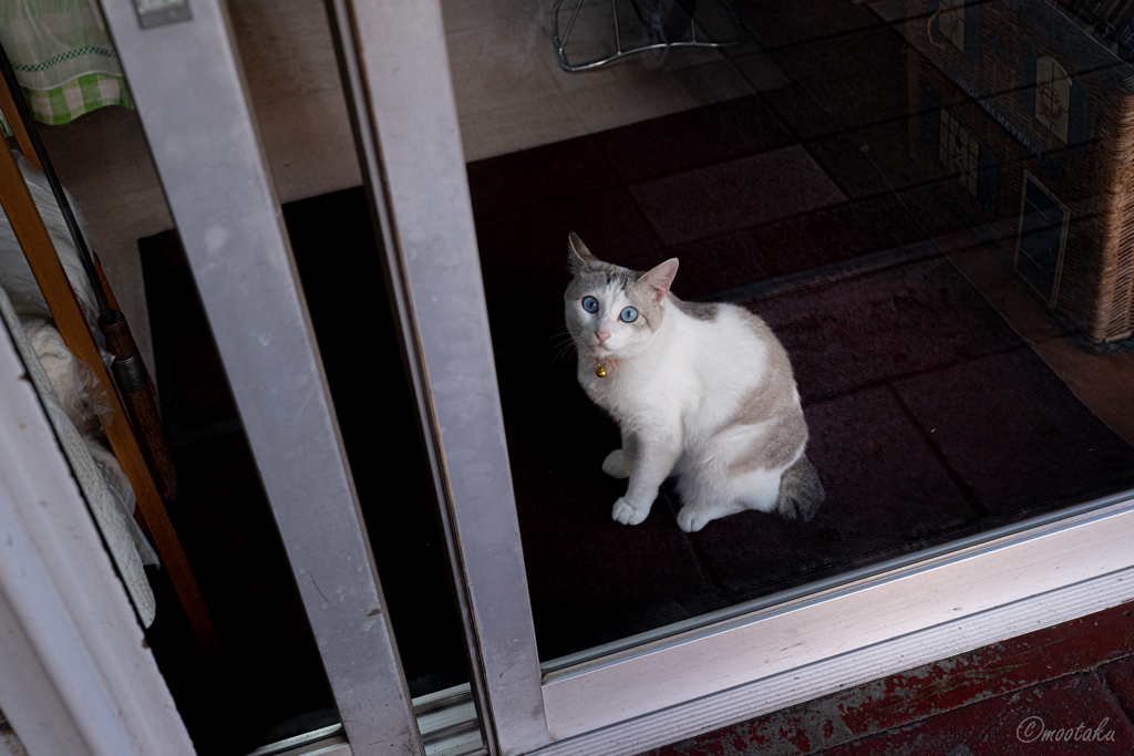 窓際の猫は