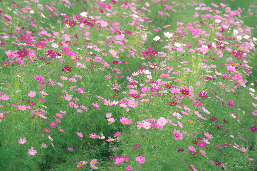 秋桜の中で