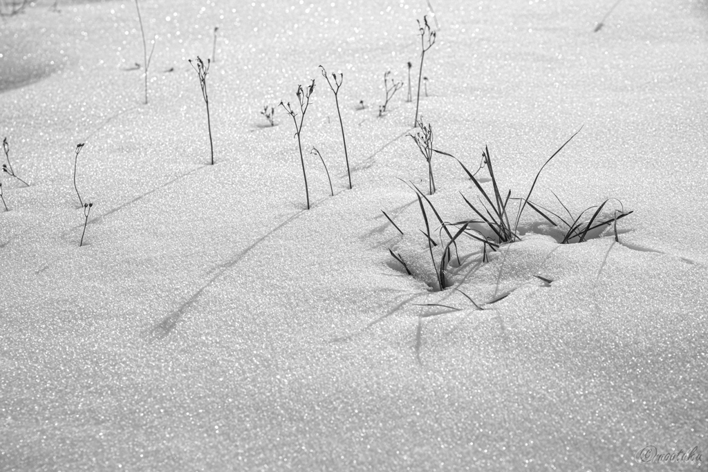 雪草