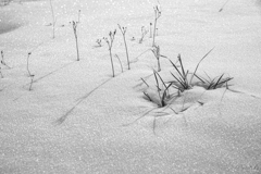 雪草