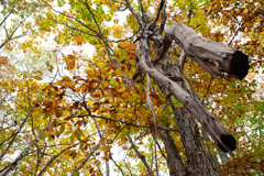 秋と垂れ木