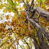 秋と垂れ木