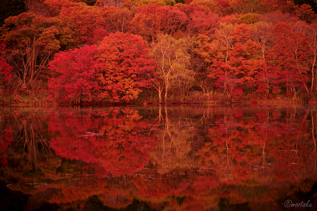 赤い森と水面