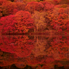 赤い森と水面