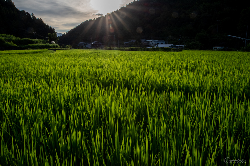 村の田園