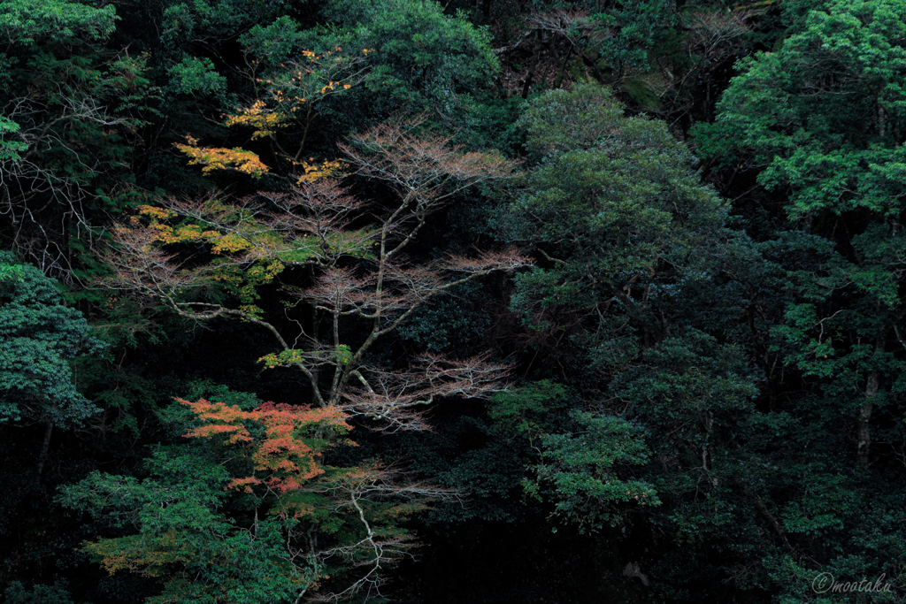 森の紅葉