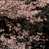葉桜
