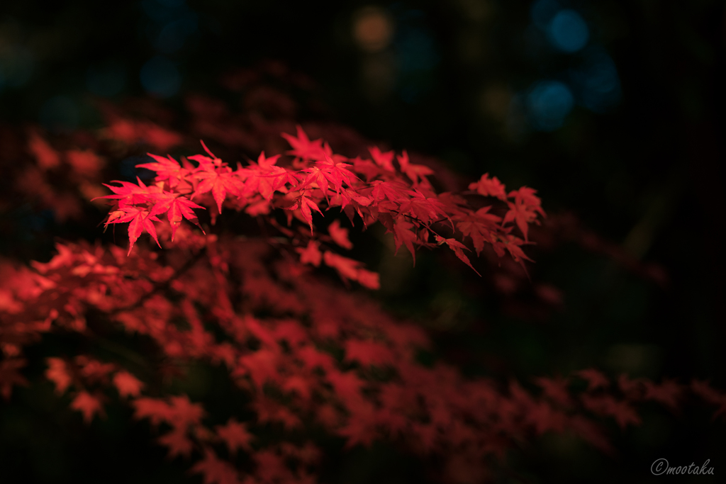 秋の赤