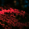 秋の赤