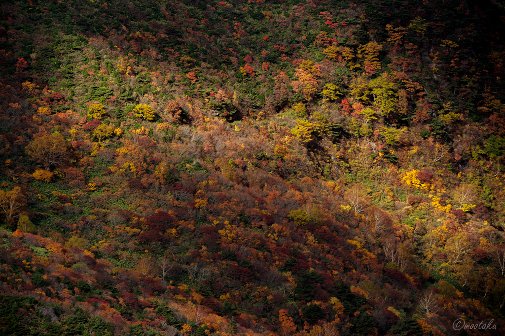 光と紅葉