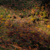 光と紅葉