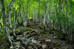 緑の山道