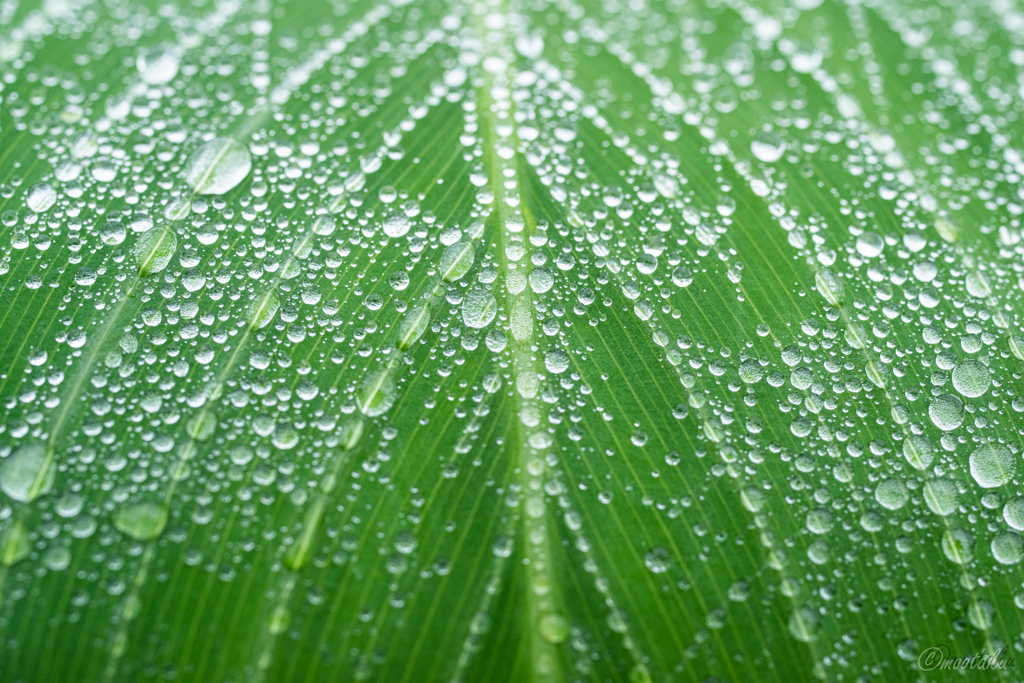 雨の葉