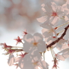 いつもと変わらない桜