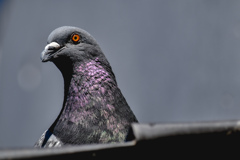 鳩