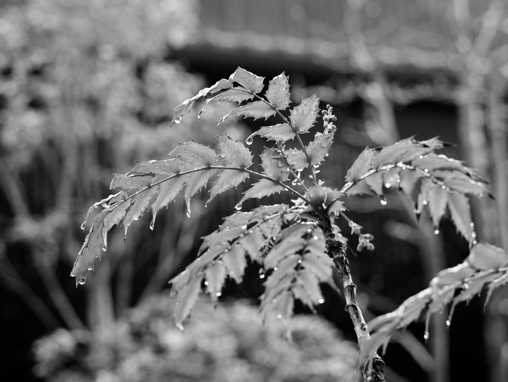 雨粒