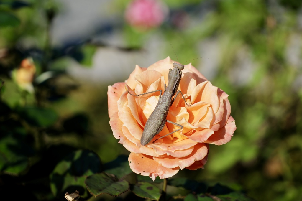 花と虫