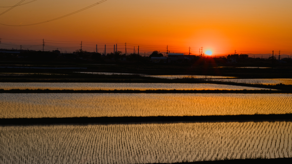 田んぼ & 夕景