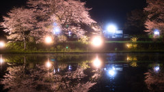 桜とリフレクション