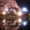 桜とリフレクション
