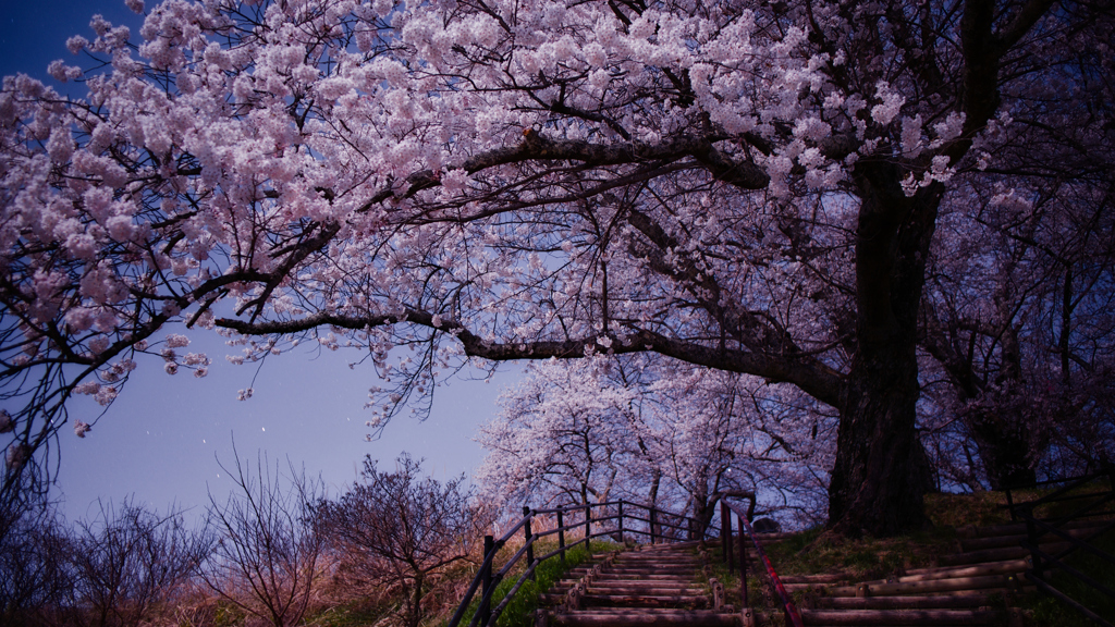 夜桜