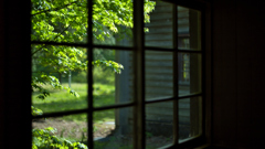 窓と新緑