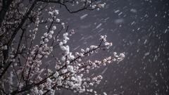 梅と雪